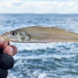 いつもより良型良好!今日もキス釣り!